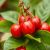 Acerola – jak wspiera zdrowie i urodę? Właściwości i zastosowania